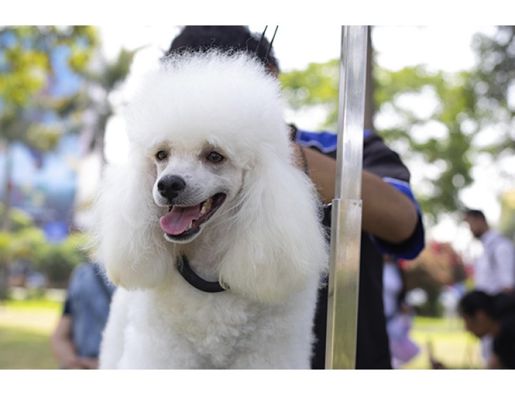 ¿Buscando planes para el fin de semana? Disfruta con la familia y las mascotas del Pet Fest