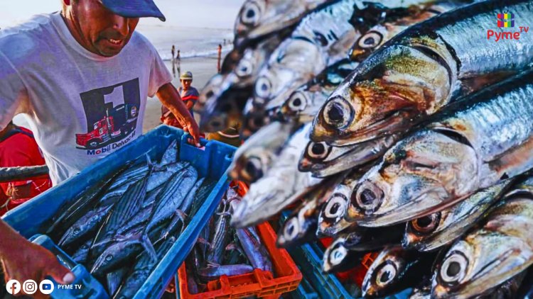 PRODUCE AUTORIZA INICIO DE TEMPORADA DE PESCA DE ANCHOVETA