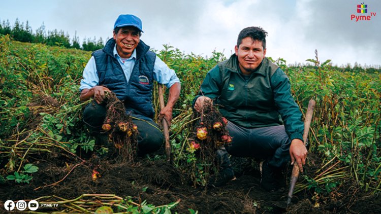 APURÍMAC: ASOCIACIÓN DE PAPAS NATIVAS TIMPUCCHUAYCCO TRIPLICA SU PRODUCCIÓN