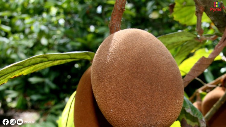 IMPULSAN EL FRUTO DEL COPOAZÚ PARA SU COMERCIALIZACIÓN