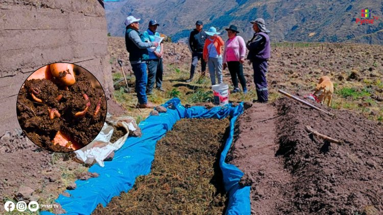 IMPULSAN PRODUCCIÓN DE HUMUS DE LOMBRIZ PARA MEJORAR AGRICULTURA