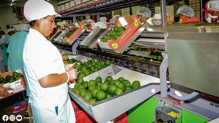 EXPORTACIONES DE FRUTAS CRECEN A US$ 1,933 MILLONES EN LOS PRIMEROS CINCO MESES 2024