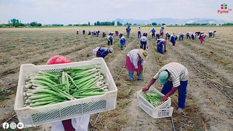 PROYECCIONES OPTIMISTAS PARA LA AGRICULTURA EN 2024-2025, CULTIVOS AUMENTARÁN 4.3% POR CONDICIONES CLIMÁTICAS FAVORABLES