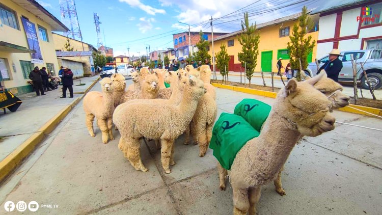 IMPULSO AL VALOR GENÉTICO DE ALPACAS: GOBIERNO DISTRIBUYE 258 REPRODUCTORES EN 7 REGIONES DEL PERÚ