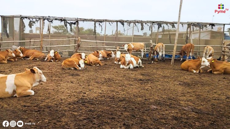 MIDAGRI ENTREGA DE 40 VAQUILLONAS Y BIENES A GANADEROS DE LAMBAYEQUE