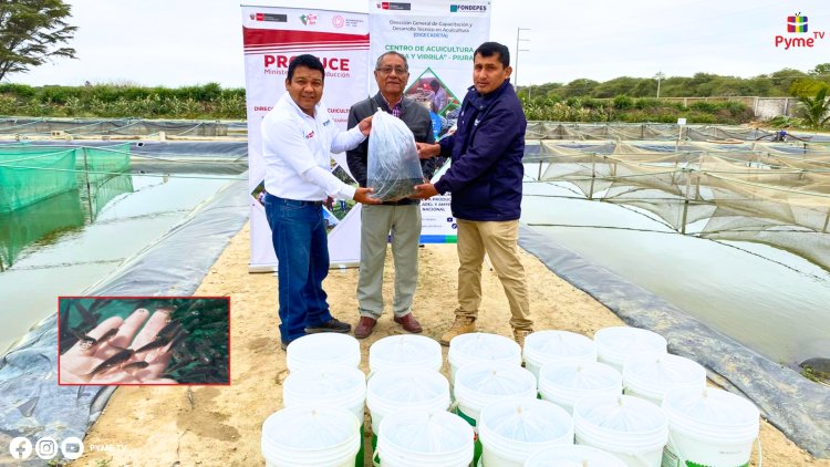 PRODUCE IMPULSA LA ACUICULTURA EN LAMBAYEQUE CON ENTREGA DE ALEVINES DE TILAPIA