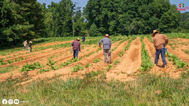 DÍA MUNDIAL DE LA AGRICULTURA: SYNGENTA IMPULSA SOLUCIONES SOSTENIBLES PARA EL AGRO PERUANO