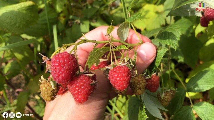 FRAMBUESA: EL NUEVO CULTIVO ALTERNATIVO QUE PROMETE REVOLUCIONAR LA AGRICULTURA EN LA LIBERTAD