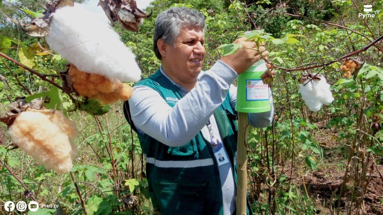 CULTIVO DE ALGODÓN EN BUEN ESTADO FITOSANITARIO GRACIAS A TRABAJO ARTICULADO