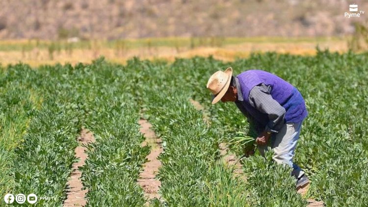 MIDAGRI LANZA EL SEGURO AGRÍCOLA PARA PROTEGER A AGRICULTORES DURANTE LA CAMPAÑA 2024-2025