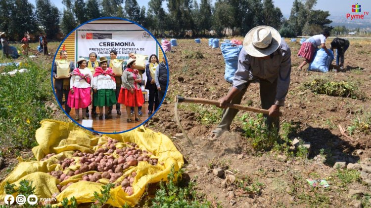 GOBIERNO LANZA VARIEDADES DE QUINUA Y PAPA PARA IMPULSAR LA ECONOMÍA DE MÁS DE 12 MIL FAMILIAS