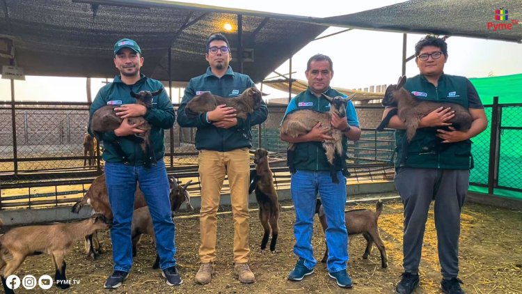 NACEN LAS PRIMERAS 25 CABRAS ALPINO FRANCÉS DE ALTA CALIDAD GENÉTICA EN PERÚ