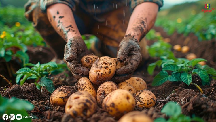 RECUPERAN 226 VARIEDADES DE CULTIVOS NATIVOS EN RIESGO DE DESAPARECER EN LOS ANDES PERUANOS