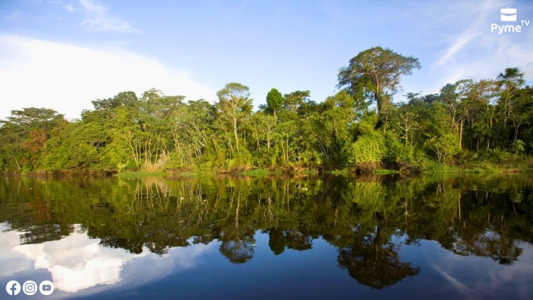 PERÚ NEGOCIA FONDO DE $100 MILLONES EN LA COP29 PARA CONSERVACIÓN DE BOSQUES