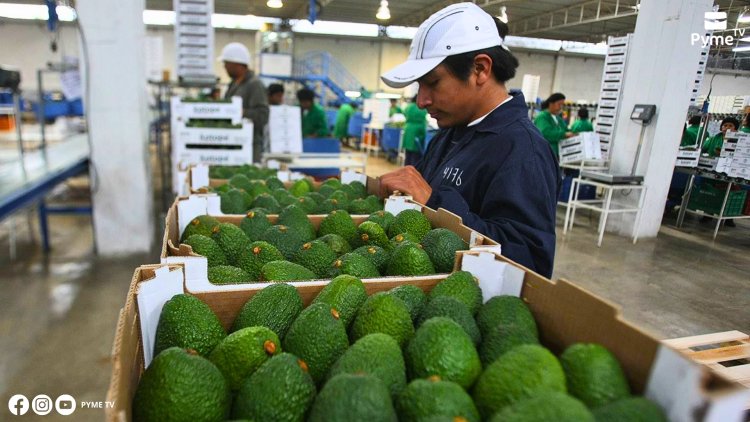 ARÁNDANOS Y PALTAS LIDERAN EL CRECIMIENTO DE LAS AGROEXPORTACIONES PERUANAS