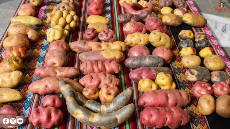PERÚ LOGRA ACCESO AL MERCADO DE BRASIL PARA LA EXPORTACIÓN DE PAPA FRESCA