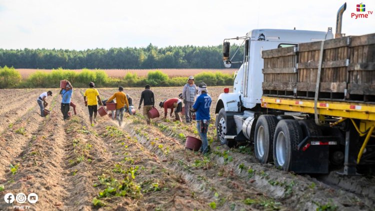 SECTOR AGROPECUARIO CRECIÓ 4 % EN EL PRIMER TRIMESTRE IMPULSADO POR CULTIVOS Y PRODUCCIÓN PECUARIA