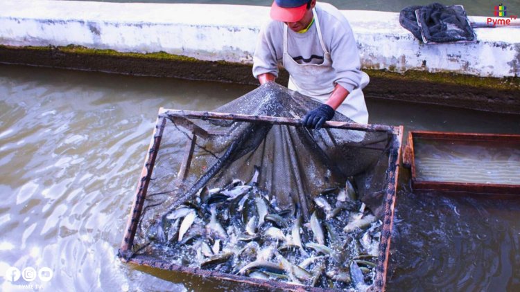 FONDEPES REESTRUCTURA MÁS DE S/ 49.9 MILLONES EN DEUDAS PARA PESCADORES ARTESANALES Y ACUICULTORES